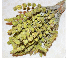Цветы Лимонник крымский (татар чай) 40см 100гр